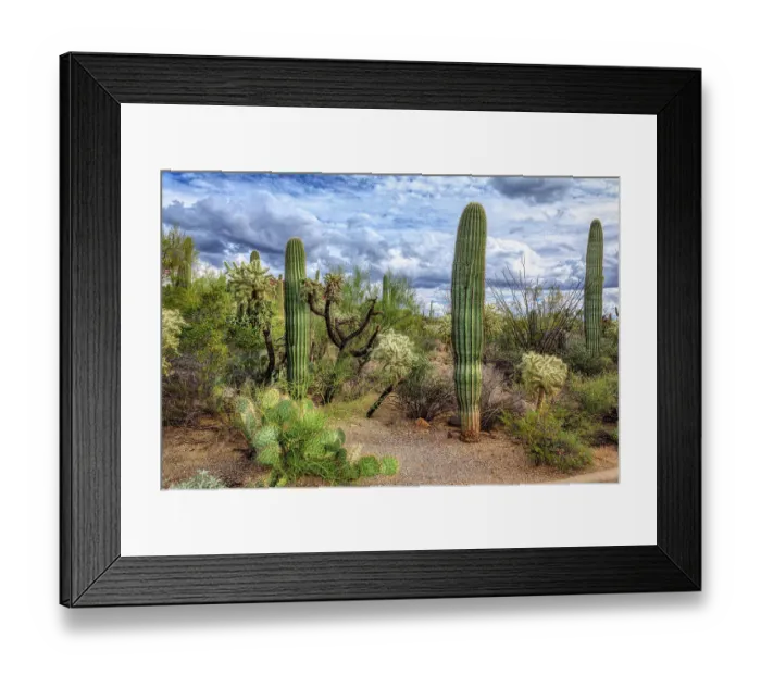 Framed Print : Saguaro National Park around Tucson, Arizona Framed Print : Saguaro National Park around Tucson, Arizona