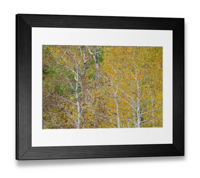 Framed Print : USA, Idaho, Liberty. Mink Creek, Highway 36, Aspen groves with leaves golden during Autumn Framed Print : USA, Idaho, Liberty. Mink Creek, Highway 36, Aspen groves with leaves golden during Autumn