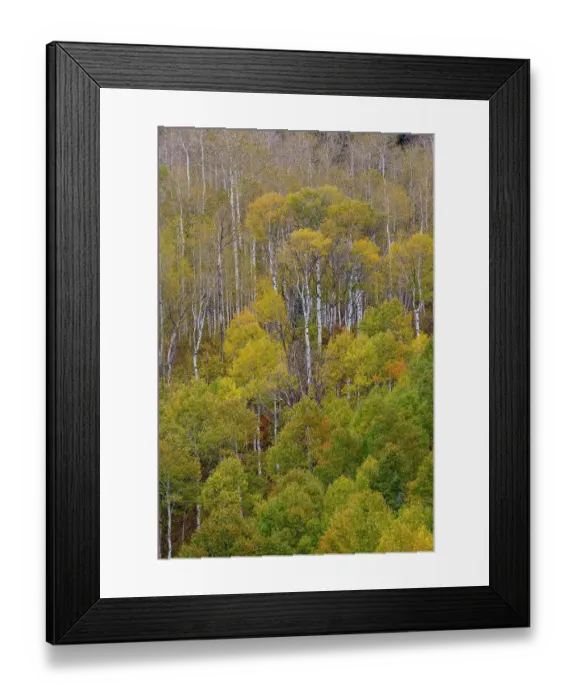Framed Print : USA, Idaho, Liberty. Mink Creek, Highway 36, Aspen groves with leaves golden during Autumn Framed Print : USA, Idaho, Liberty. Mink Creek, Highway 36, Aspen groves with leaves golden during Autumn