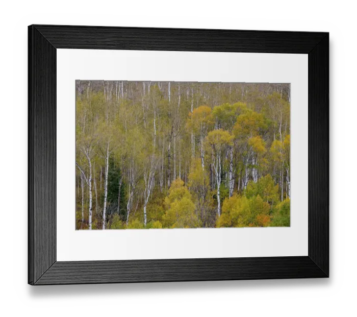 Framed Print : USA, Idaho, Liberty. Mink Creek, Highway 36, Aspen groves with leaves golden during Autumn