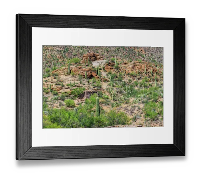Framed Print : Saguaro National Park near Tucson, Arizona Framed Print : Saguaro National Park near Tucson, Arizona
