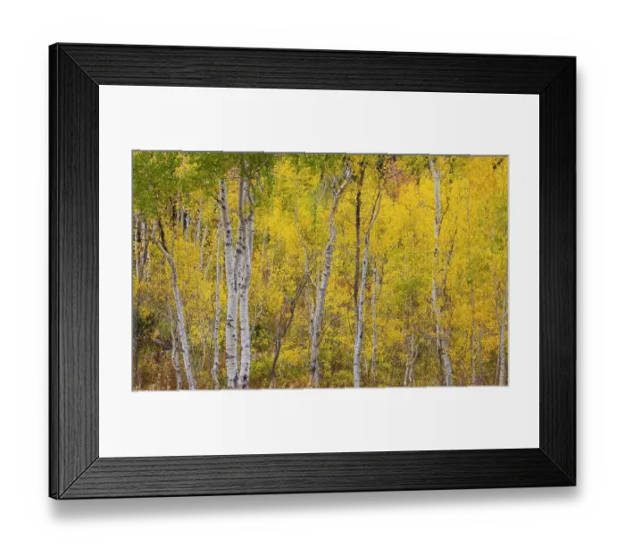 Framed Print : USA, Idaho, Liberty. Mink Creek, Highway 36, Aspen groves with leaves golden during Autumn Framed Print : USA, Idaho, Liberty. Mink Creek, Highway 36, Aspen groves with leaves golden during Autumn