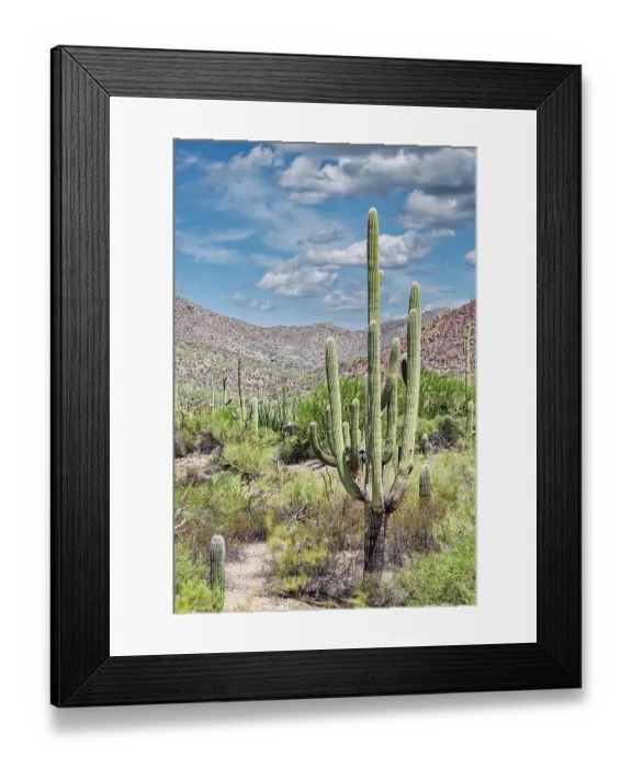 Framed Print : Saguaro National Park near Tucson, Arizona Framed Print : Saguaro National Park near Tucson, Arizona