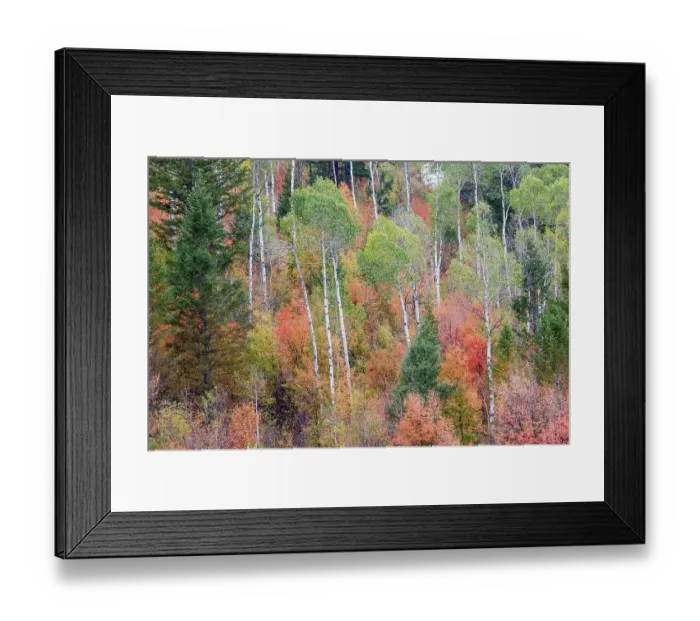 Framed Print : USA, Idaho, Liberty. Mink Creek, Highway 36, hillside with fall colors on Aspens and canyon maple trees Framed Print : USA, Idaho, Liberty. Mink Creek, Highway 36, hillside with fall colors on Aspens and canyon maple trees