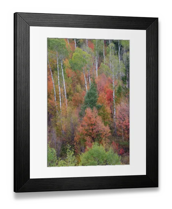 Framed Print : USA, Idaho, Liberty. Mink Creek, Highway 36, hillside with fall colors on Aspens and canyon maple trees Framed Print : USA, Idaho, Liberty. Mink Creek, Highway 36, hillside with fall colors on Aspens and canyon maple trees