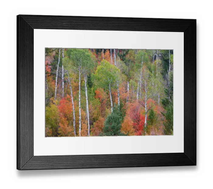 Framed Print : USA, Idaho, Liberty. Mink Creek, Highway 36, hillside with fall colors on Aspens and canyon maple trees