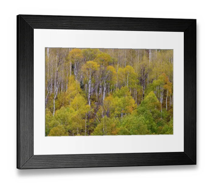 Framed Print : USA, Idaho, Liberty. Mink Creek, Highway 36, Aspen groves with leaves golden during Autumn Framed Print : USA, Idaho, Liberty. Mink Creek, Highway 36, Aspen groves with leaves golden during Autumn
