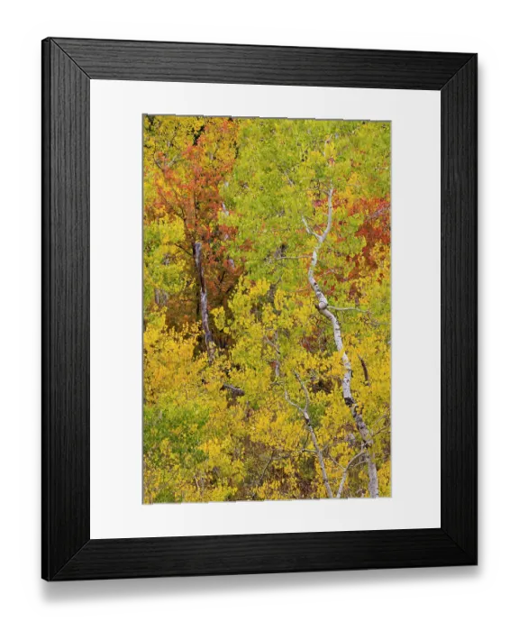 Framed Print : USA, Idaho, Liberty. Mink Creek, Highway 36, Aspen groves with leaves golden during Autumn