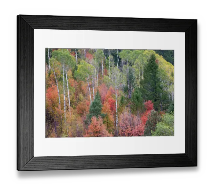Framed Print : USA, Idaho, Liberty. Mink Creek, Highway 36, hillside with fall colors on Aspens and canyon maple trees