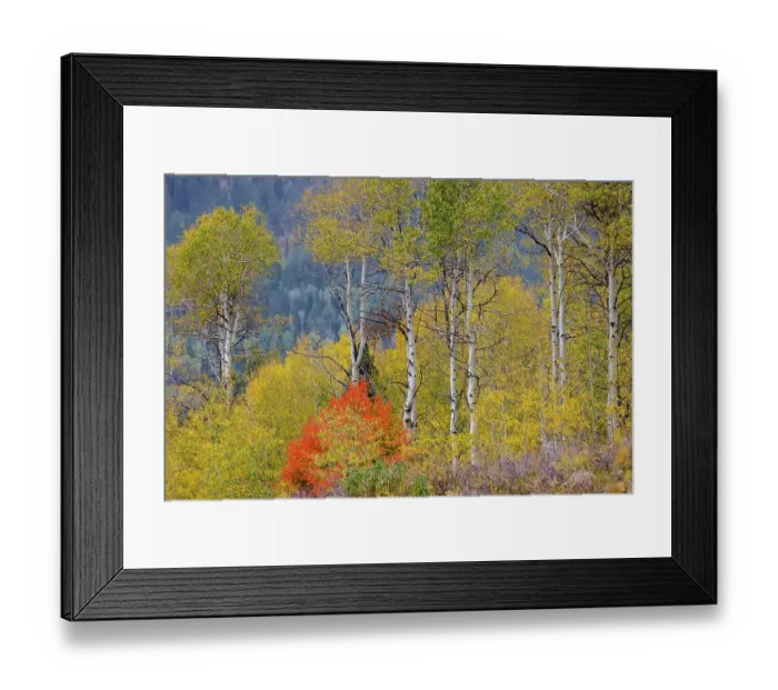 Framed Print : USA, Idaho, Liberty. Mink Creek, Highway 36, hillside with fall colors on Aspens and canyon maple trees Framed Print : USA, Idaho, Liberty. Mink Creek, Highway 36, hillside with fall colors on Aspens and canyon maple trees