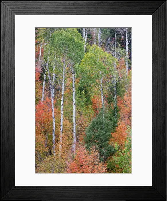 Framed Print : USA, Idaho, Liberty. Mink Creek, Highway 36, hillside with fall colors on Aspens and canyon maple trees