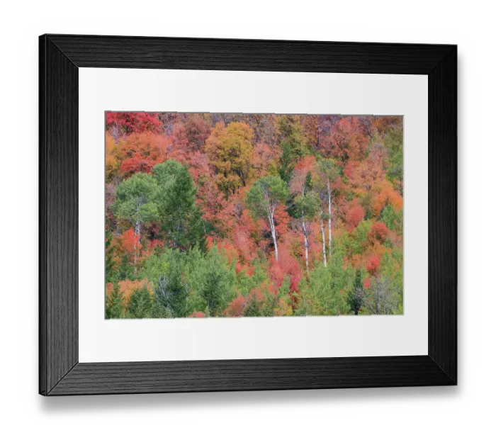 Framed Print : USA, Idaho, Liberty. Mink Creek, Highway 36, hillside with fall colors on Aspens and canyon maple trees Framed Print : USA, Idaho, Liberty. Mink Creek, Highway 36, hillside with fall colors on Aspens and canyon maple trees