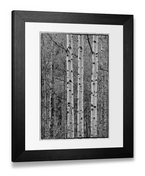 Framed Print : USA, Idaho, Liberty. Mink Creek, Highway 36, Aspen groves in Black and White in Autumn Framed Print : USA, Idaho, Liberty. Mink Creek, Highway 36, Aspen groves in Black and White in Autumn