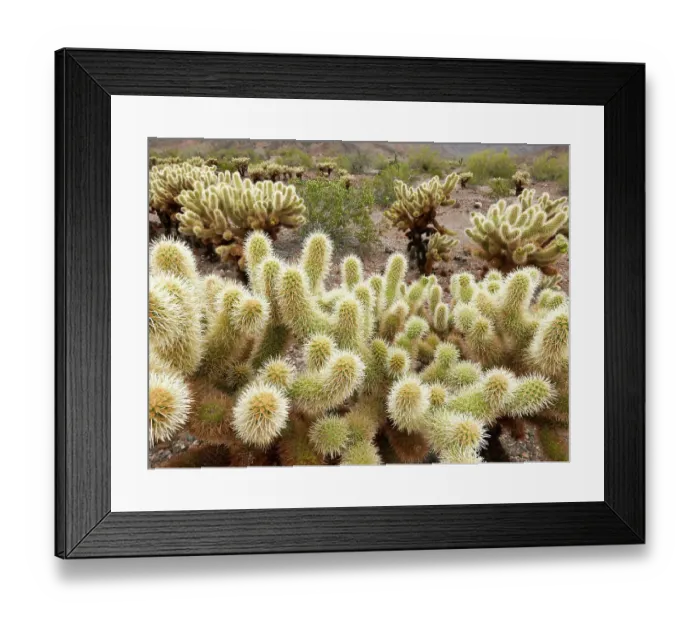 Framed Print : Teddy bear cholla cactus in desert near Phoenix, Arizona Framed Print : Teddy bear cholla cactus in desert near Phoenix, Arizona