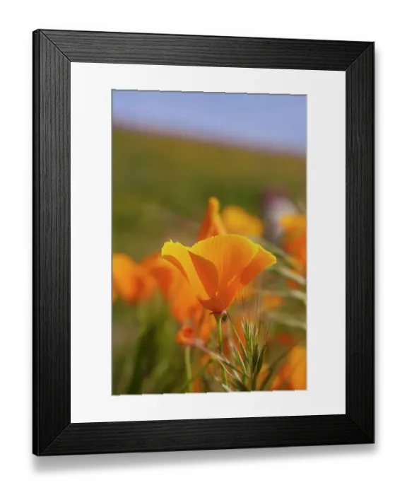 Framed Print : USA, California, Mojave Desert. California poppies close-up Framed Print : USA, California, Mojave Desert. California poppies close-up