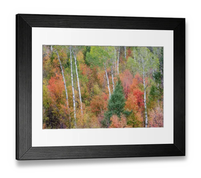 Framed Print : USA, Idaho, Liberty. Mink Creek, Highway 36, hillside with fall colors on Aspens and canyon maple trees Framed Print : USA, Idaho, Liberty. Mink Creek, Highway 36, hillside with fall colors on Aspens and canyon maple trees