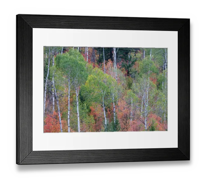 Framed Print : USA, Idaho, Liberty. Mink Creek, Highway 36, hillside with fall colors on Aspens and canyon maple trees Framed Print : USA, Idaho, Liberty. Mink Creek, Highway 36, hillside with fall colors on Aspens and canyon maple trees