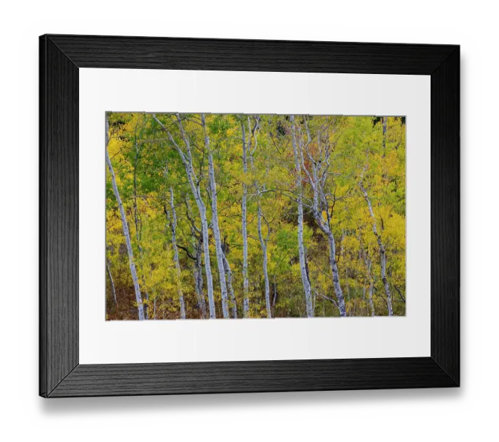 Framed Print : USA, Idaho, Liberty. Mink Creek, Highway 36 Aspen grove in golden Autumn colors Framed Print : USA, Idaho, Liberty. Mink Creek, Highway 36 Aspen grove in golden Autumn colors