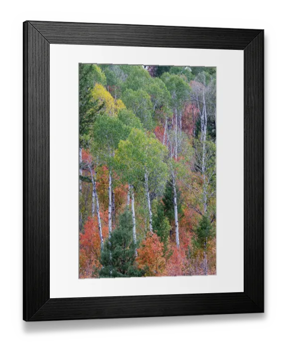 Framed Print : USA, Idaho, Liberty. Mink Creek, Highway 36, hillside with fall colors on Aspens and canyon maple trees
