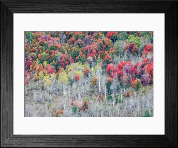 Framed Print : USA, Idaho, Liberty. Mink Creek, Highway 36, hillside with fall colors on Aspens and canyon maple trees Framed Print : USA, Idaho, Liberty. Mink Creek, Highway 36, hillside with fall colors on Aspens and canyon maple trees