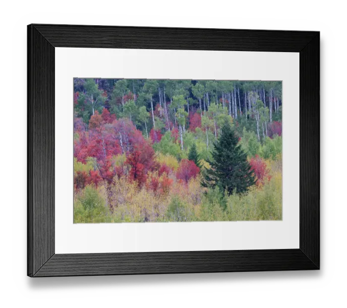Framed Print : USA, Idaho, Liberty. Mink Creek, Highway 36, hillside with fall colors on Aspens and canyon maple trees