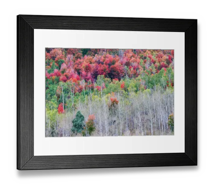 Framed Print : USA, Idaho, Liberty. Mink Creek, Highway 36, hillside with fall colors on Aspens and canyon maple trees Framed Print : USA, Idaho, Liberty. Mink Creek, Highway 36, hillside with fall colors on Aspens and canyon maple trees
