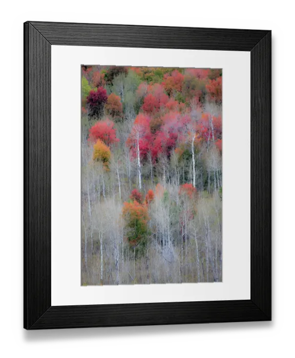Framed Print : USA, Idaho, Liberty. Mink Creek, Highway 36, hillside with fall colors on Aspens and canyon maple trees Framed Print : USA, Idaho, Liberty. Mink Creek, Highway 36, hillside with fall colors on Aspens and canyon maple trees