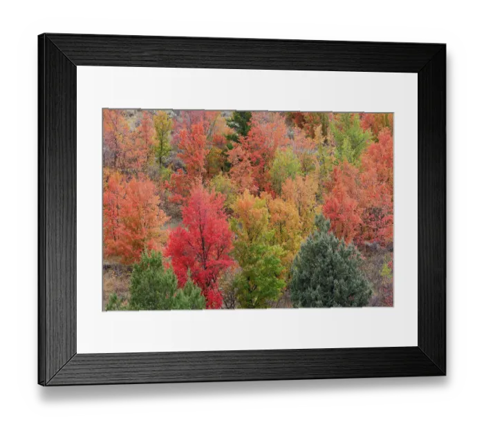 Framed Print : USA, Idaho. St. Charles along Green Canyon Road with hillside blazing in fall color with canyon maple and Aspens