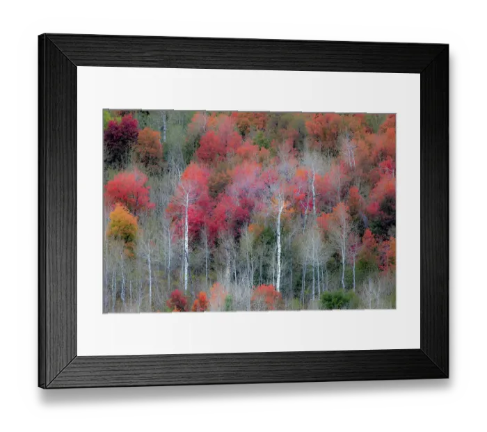Framed Print : USA, Idaho, Liberty. Mink Creek, Highway 36, hillside with fall colors on Aspens and canyon maple trees Framed Print : USA, Idaho, Liberty. Mink Creek, Highway 36, hillside with fall colors on Aspens and canyon maple trees