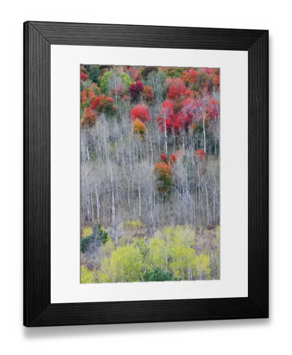 Framed Print : USA, Idaho, Liberty. Mink Creek, Highway 36, hillside with fall colors on Aspens and canyon maple trees Framed Print : USA, Idaho, Liberty. Mink Creek, Highway 36, hillside with fall colors on Aspens and canyon maple trees