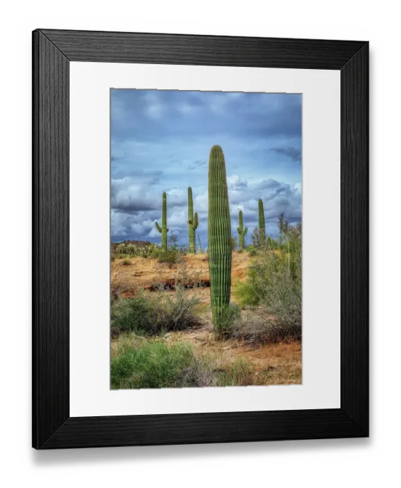 Framed Print : Saguaro National Park around Tucson, Arizona Framed Print : Saguaro National Park around Tucson, Arizona