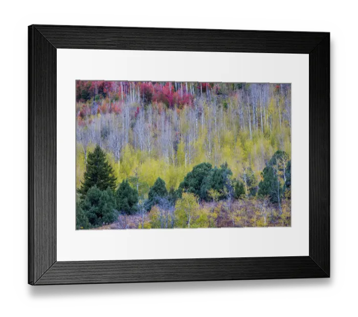 Framed Print : USA, Idaho, Liberty. Mink Creek, Highway 36, hillside with fall colors on Aspens and canyon maple trees Framed Print : USA, Idaho, Liberty. Mink Creek, Highway 36, hillside with fall colors on Aspens and canyon maple trees