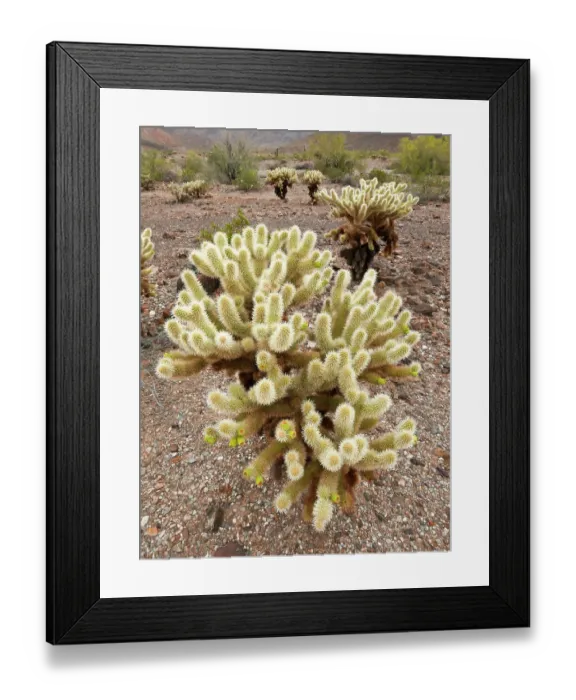 Framed Print : Teddy bear cholla cactus in desert near Phoenix, Arizona Framed Print : Teddy bear cholla cactus in desert near Phoenix, Arizona