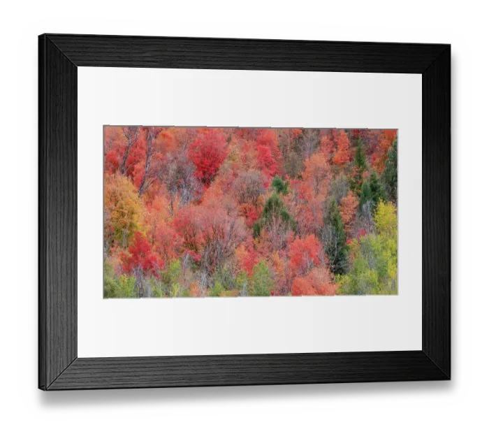 Framed Print : USA, Idaho. St. Charles along Green Canyon Road with hillside blazing in fall color with canyon maple and Aspens