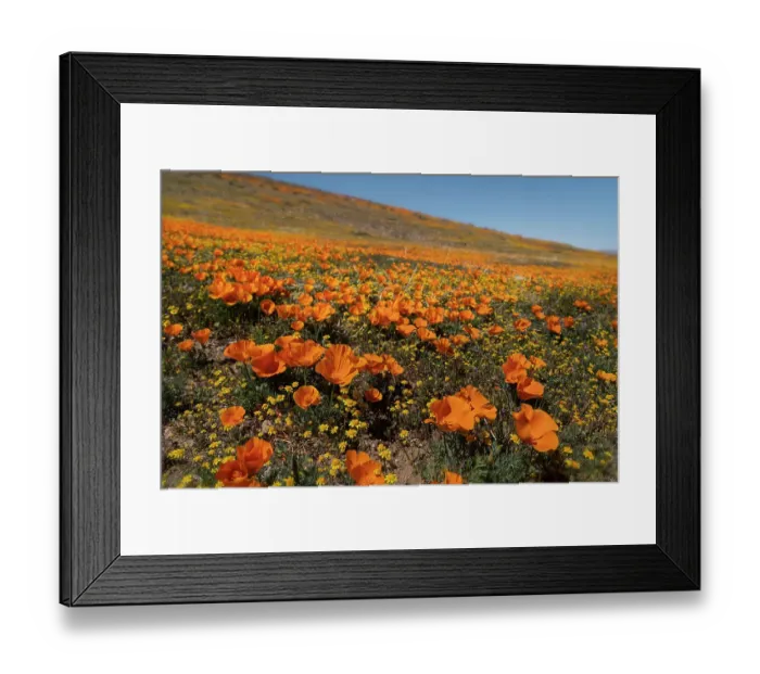 Framed Print : USA, California, Mojave Desert. Poppies on hillside Framed Print : USA, California, Mojave Desert. Poppies on hillside