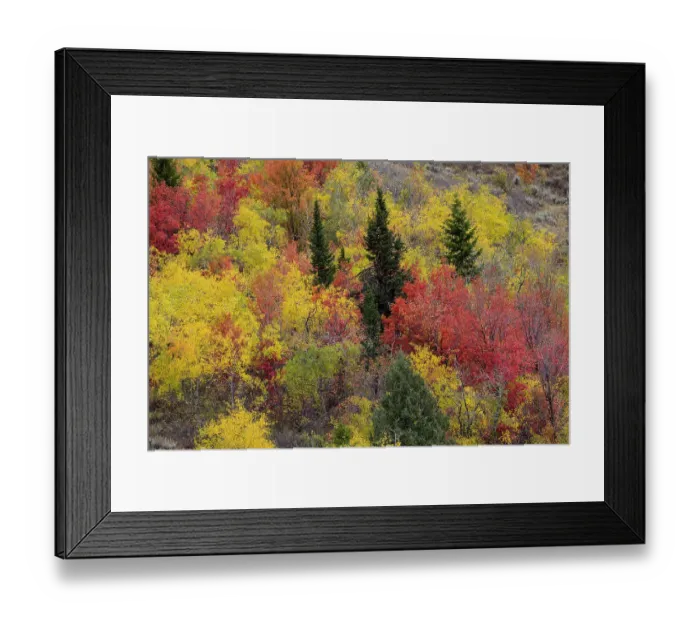 Framed Print : USA, Idaho. St. Charles along Green Canyon Road with hillside blazing in fall color with canyon maple and Aspens