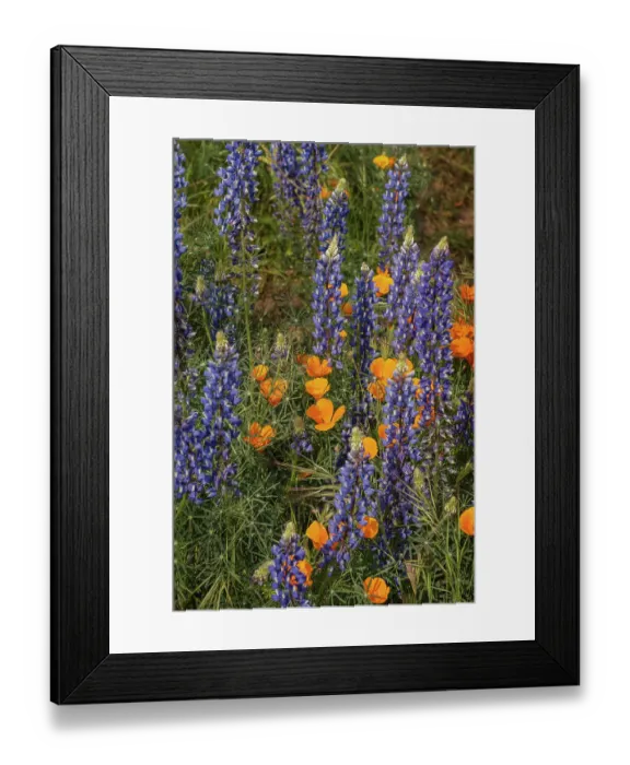 Framed Print : USA, California, Mojave Desert. California poppies and silver lupine flowers in the spring Framed Print : USA, California, Mojave Desert. California poppies and silver lupine flowers in the spring