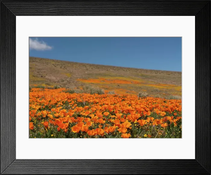Framed Print : USA, California, Mojave Desert. Poppies on hillside