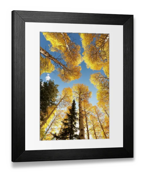 Framed Print : USA, Idaho, Targhee National Forest. Looking up through Quaking Aspens in Fall foliage Framed Print : USA, Idaho, Targhee National Forest. Looking up through Quaking Aspens in Fall foliage