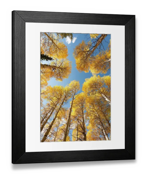 Framed Print : USA, Idaho, Targhee National Forest. Looking up through Quaking Aspens in Fall foliage Framed Print : USA, Idaho, Targhee National Forest. Looking up through Quaking Aspens in Fall foliage