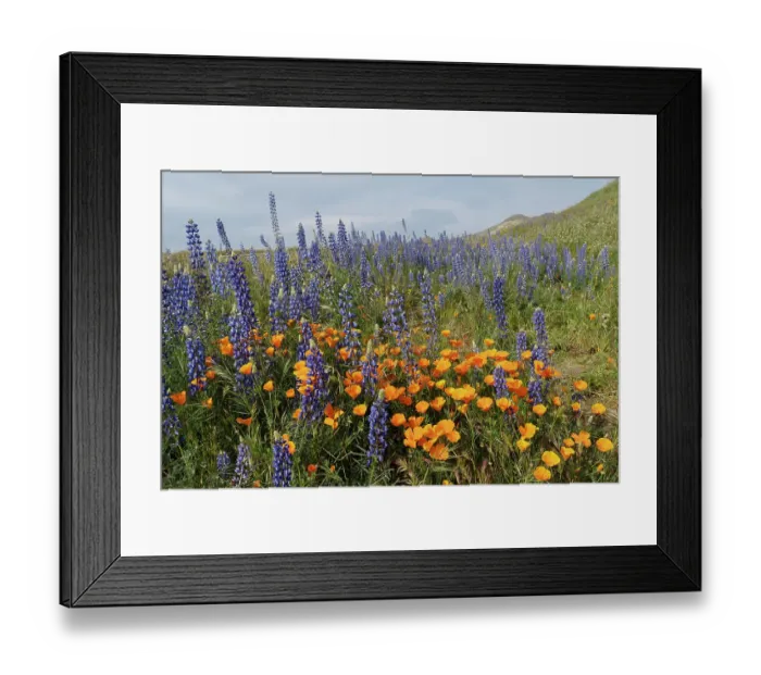 Framed Print : USA, California, Mojave Desert. California poppies and silver lupine flowers in the spring Framed Print : USA, California, Mojave Desert. California poppies and silver lupine flowers in the spring