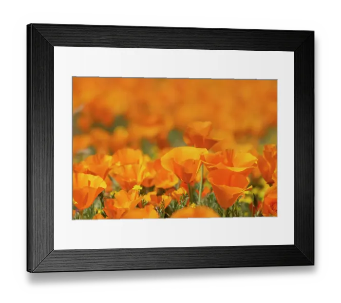 Framed Print : USA, California, Mojave Desert. California poppies close-up Framed Print : USA, California, Mojave Desert. California poppies close-up