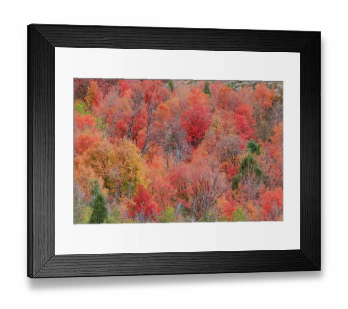 Framed Print : USA, Idaho. St. Charles along Green Canyon Road with hillside blazing in fall color with canyon maple and Aspens
