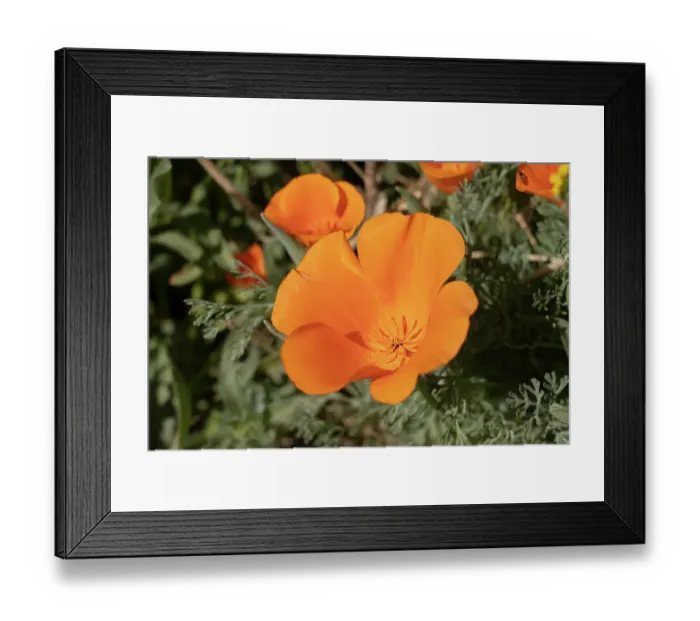 Framed Print : USA, California, Mojave Desert. California poppies close-up Framed Print : USA, California, Mojave Desert. California poppies close-up