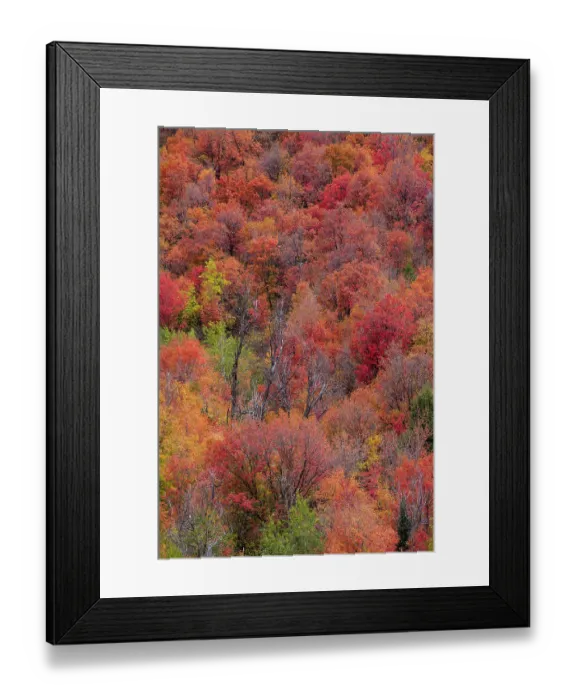 Framed Print : USA, Idaho. St. Charles along Green Canyon Road with hillside blazing in fall color with canyon maple and Aspens Framed Print : USA, Idaho. St. Charles along Green Canyon Road with hillside blazing in fall color with canyon maple and Aspens