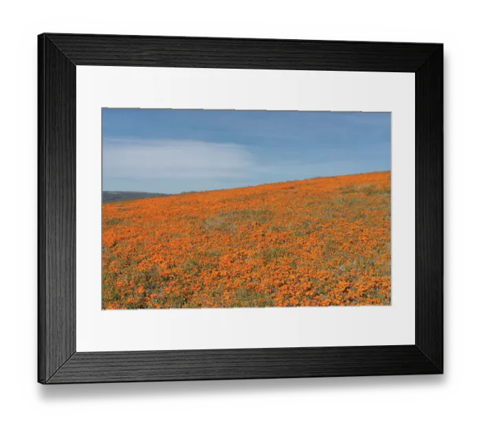 Framed Print : USA, California, Mojave Desert. Poppies on hillside