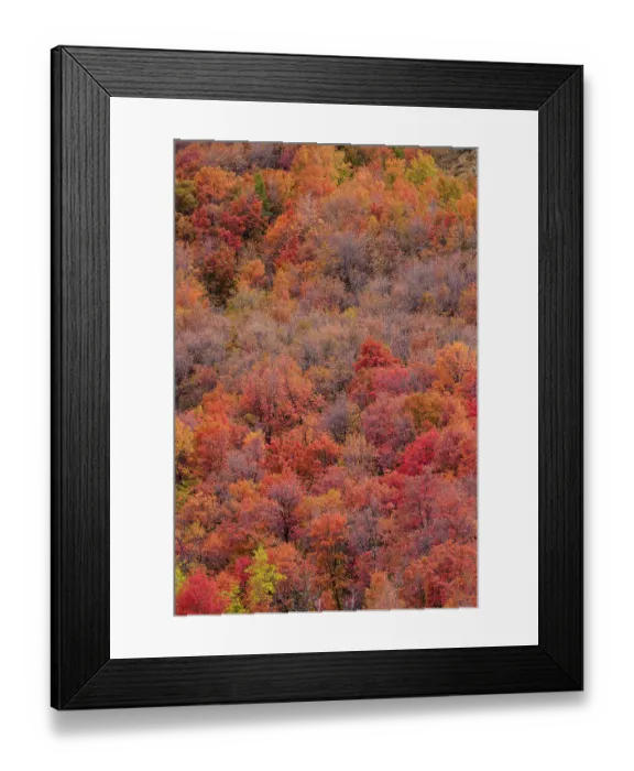 Framed Print : USA, Idaho. St. Charles along Green Canyon Road with hillside blazing in fall color with canyon maple and Aspens