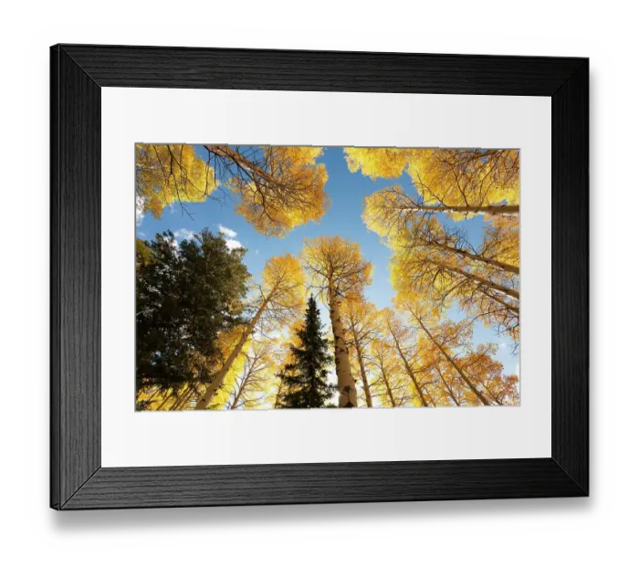 Framed Print : USA, Idaho, Targhee National Forest. Looking up through Quaking Aspens in Fall foliage Framed Print : USA, Idaho, Targhee National Forest. Looking up through Quaking Aspens in Fall foliage