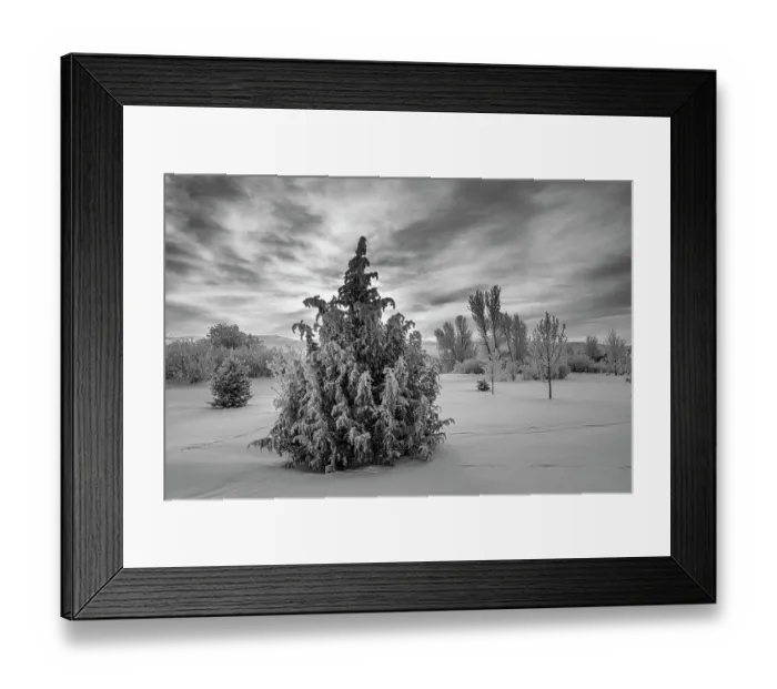 Framed Print : USA, Idaho. Trees covered with new snow and rime, Teton Valley Framed Print : USA, Idaho. Trees covered with new snow and rime, Teton Valley