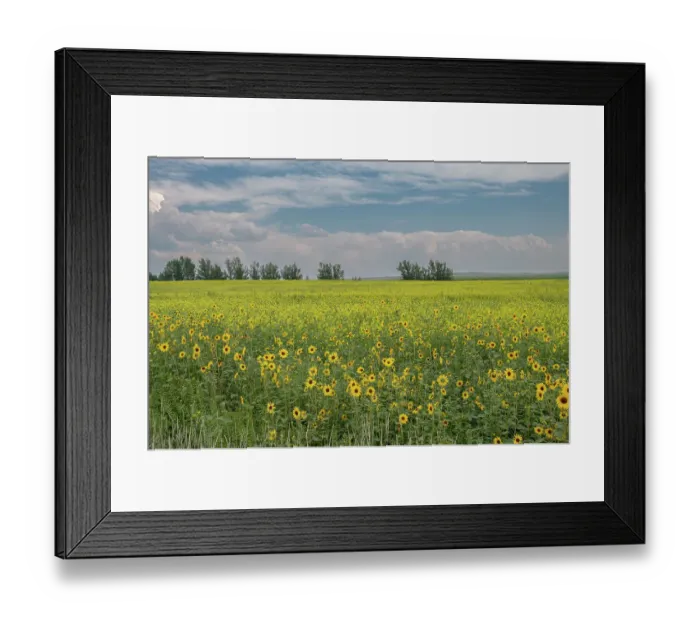 Framed Print : USA, Idaho. Field of common sunflower grown as a crop along Highway 33 Framed Print : USA, Idaho. Field of common sunflower grown as a crop along Highway 33
